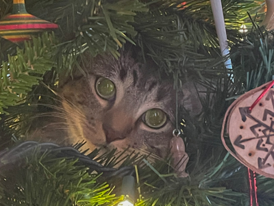 Christmas tree 2025.